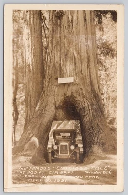 Willits California Old Car in Coolidge Redwood Tree VTG RPPC Real Photo Postcard - Image 1 of 2