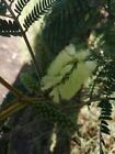 Black Wattle - Acacia mearnsii - 5+ seeds - Heirloom! - W 084