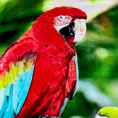 Toalla de playa loro/guacamayo pilares 100 % algodón 34" x 64" colorida tropical nueva sin etiquetas Foto 1 de 4