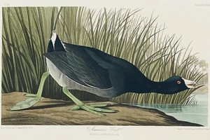 American Coot de J.J. Audubon Birds of America Giclee Estampado Artístico + Envío Gratuito - Imagen 1 de 4