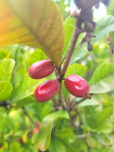 Miracle Fruit Plant Synsepalum dulcificum small seedling 2 for $30!!!! - Picture 1 of 8