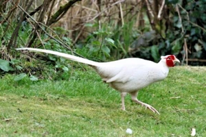 6 White Pheasant Eggs – High Fertility Rate - Bild 1 von 2
