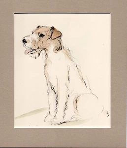 Lucy Dawson ~ Wire Haired Fox Terrier ~ Hand Coloured Print Genuine Vintage 1939 - Picture 1 of 2