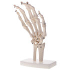 Neues 1: 1 Menschliches Handgelenk Skelettmodell fr pdagogische
