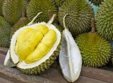 Durian Seeds gred AAA