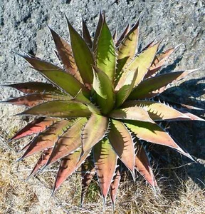 Agave kerchovei 15-20cm - - Picture 1 of 1