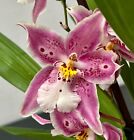 Odontoglossum Spring Star ´Rose Spotes´ blühende Pflanze NEW Orchidee Orchideen