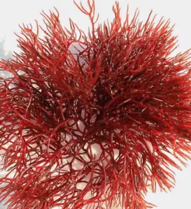 Saltwater Red Ogo Gracilaria Macro Algae Reef Refugium , Live Fish Food, 3” Frag - Picture 1 of 2