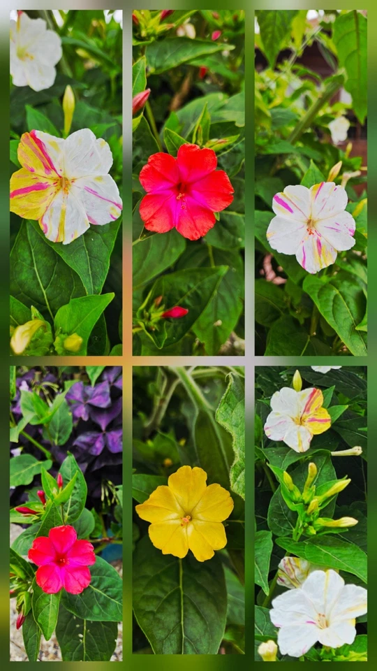 Wunderblume Mirabilis Jalapa, Samen - Bild 1 von 1