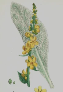 Gordolobo canoso estampado botánico coloreado a mano John Sowerby años 1860 K2C - Imagen 1 de 3