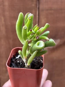 2” Crassula Ovata ‘Ogres Ear’ Jade Succulent - Picture 1 of 4