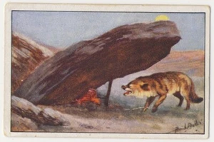 SCHLAGFALLE SCHAKAL JACKAL CHACAL PIÈGE ASSOMMOIR JAGD FANG IMAGE CARD 1930's - Picture 1 of 2