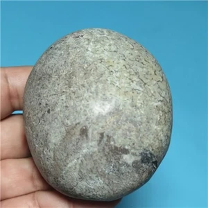 236g  Awesome! natural Dinosaur Bone Fossil Crystal Handlebar Madagascar  i608 - Picture 1 of 10