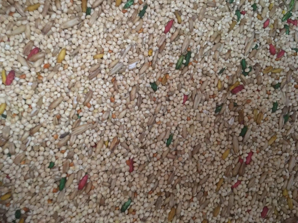 Dynasty Vita Parakeet seed mix Parakeet diet keet bird food bulk - Image 1 of 1
