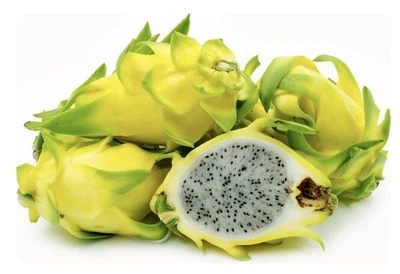 4 ESQUEJES GRANDES Florida Amarillo DRAGÓN Fruta AUTOPOLINIZANTE. CRECIMIENTO GARANTIZADO Foto 1 de 4