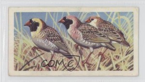 1961 Brooke Bond Tropical Birds Tea Red-Billed Quelea #12 1i3