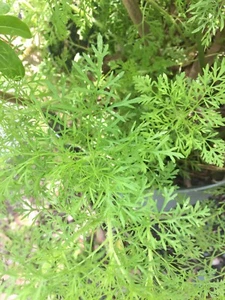 Hojas secas de eneldo 1 oz orgánico natural - Imagen 1 de 2