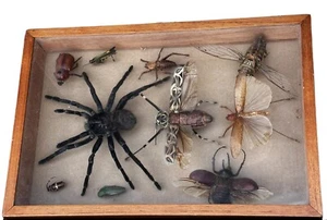 Antique real  vtg oddities insect glass wood box case rare Entomology  - Picture 1 of 6