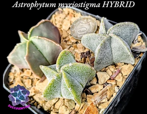 Astrophytum myriostigma HYBRID pot of 3 cactus CACTI Succulent collection - Picture 1 of 5