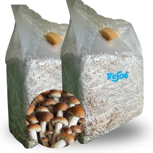 2 PANETTI FUNGHI PIOPPINI AGROCYBE AEGERITA SET COLTIVAZIONE MICELIO FUNGO 3 KG - Foto 1 di 8