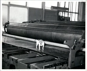 1950s 9x11 Cute Small Dog Standing on Giant Factory Machine Odd Vintage Photo - Picture 1 of 1