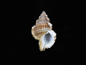 Sea Shell Gyrineum natator 35.5mm ID#9185 - Picture 1 of 2