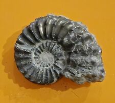 Jurassic Pliensbachian ammonite Pleuroceras spinatum AM526