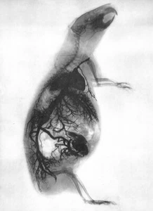 Gaston Contremoulins - Guinea Pig (Cobaye) Xray (1896) Paris - 17"x22" Art Print - Picture 1 of 1