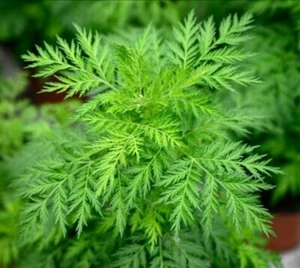 1000 Graines Armoise Japonaise Kui Hao Artemisia princeps Semences Paysanne BIO - Imagen 1 de 1