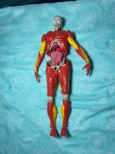 3D interactive Human Body Puzzle complete - Picture 1 of 10