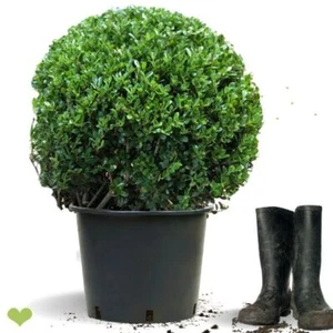 Japanische Stechpalme Kugel | 'Caroline Upright' (Ilex crenata) | 50-55cm Ø | Sp - Bild 1 von 7
