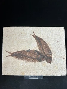 Fabelhafter fossiler Fisch - Bild 1 von 9
