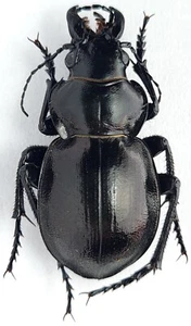 Carabidae Calosoma (Callisthenes) elegans amethystinus Kasachstan - Bild 1 von 1
