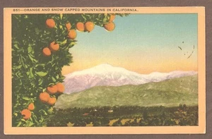 VINTAGE POSTCARD UNUSED ORANGES & SNOW CAPPED MOUNTAINS, CALIFORNIA - Picture 1 of 1