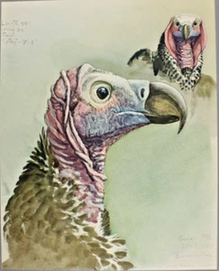 1926-30 Louis Fuertes Lappet Cara Buitre Impresión Publicación Especial Abisinio - Imagen 1 de 8