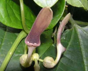 25 semi di Aristolochia tagala, semi di pipa olandese, semi di aristolochia acuminata - Foto 1 di 5