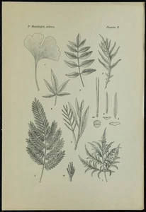 1898ca - Blätter Bäume Artists - Surfboard Botanik - Bild 1 von 3