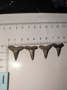 Vier Sandtiger Haizähne Fossilien echt Fossil Schmuck DIY Basteln - Bild 1 von 8