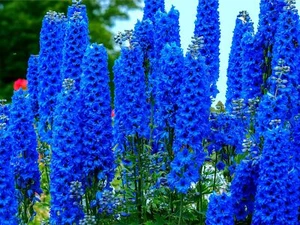 Blue Delphinium Flower Seeds - 100+ Seeds - Grow Stately Delphinium Wildflowers - Picture 1 of 4
