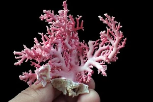 Meeresleben - Pink Trost - 70mm. - Bild 1 von 2
