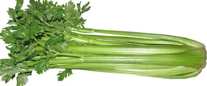 950 Celery Seeds Tall Utah Growing Make an Offer - Picture 1 of 2
