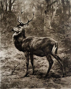 HIRSCH MIT LAUSCHEN (ROSA BONHEUR) - GROSSER Kunststich aus dem 19. Jahrhundert Großformat - Bild 1 von 2