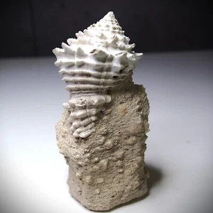 Gastropod Bunccinidae, Conidae, Charoniidae Fossil Miocene France 001 - Picture 1 of 16