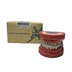 Modelo de enseñanza de dentista Nissin Kilgore Typodont PRO2022-UL-HD-HM-32 Dentoform - Imagen 1 de 12