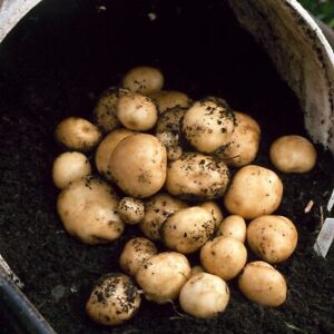 15 x Seed Potatoes - Many Varieties Available, First Early/Second Early/Maincrop