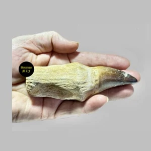 Genuine 13cm. or 5 inches Mosasaurus dinosaur tooth fossil from Morocco - Picture 1 of 4