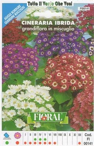 HYBRID CINERARIA - BEETE FELSIGE RÄNDER - BLUMEN - SAMENBEUTEL - Bild 1 von 1