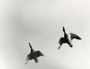 France Ducks Mallard ? Bird Nature Amateur Wildlife Photography 1970's - Picture 1 of 3
