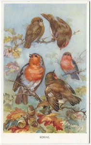 ROBINS, M BOWLEY - Bird Postcard - Picture 1 of 2