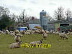 Photo 6x4 Sheep at North Farm Barnham/TL8779 View south of Elveden Road, c2008